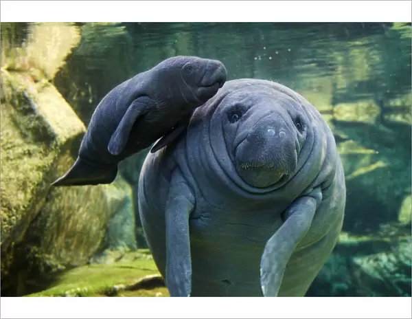 Caribbean manatee or West Indian manatee (Trichechus manatus) mother with baby, age two days