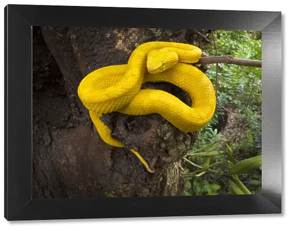 RF - Eyelash Pit Viper (Bothriechis schlegelii) Costa Rica
