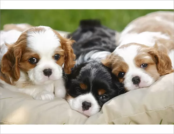 Cavalier King Charles Spaniel, three puppies resting on cushion bed, blenheim and tricolour
