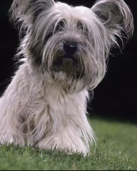 Domestic dog, Skye Terrier, portrait