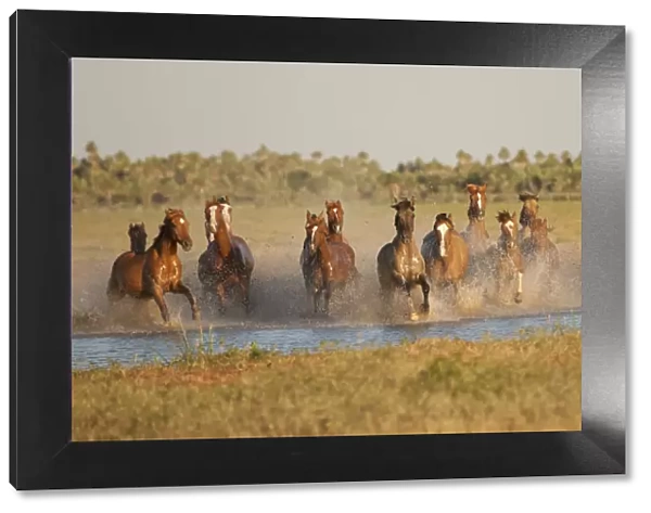 A band of semi-feral Quarter mares and foals running across a creek, Estancia Don Amerigo