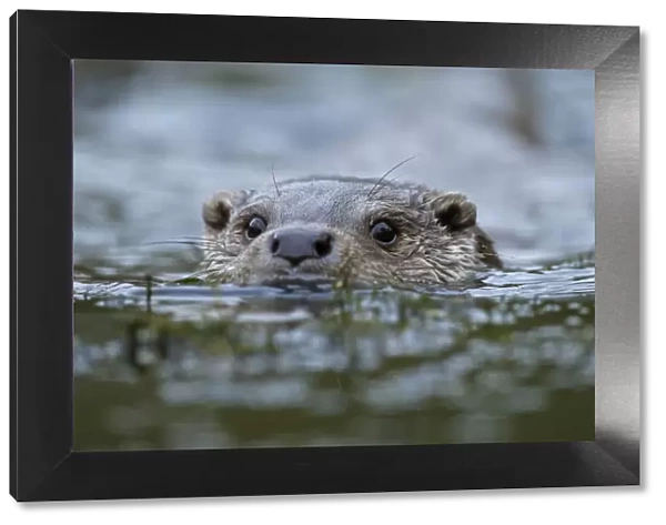 Otter {Lutra lutra} adult male swimming in river, UK, captive