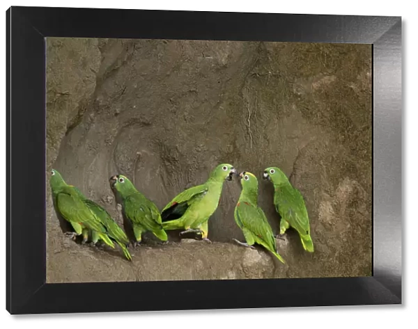 A flock of Mealy Amazon Parrot (Amazona farinosa) eating clay. Yasuni National Park