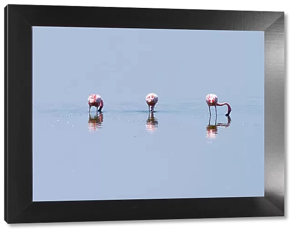 Lesser flamingos (Phoeiconaias minor) feeding in still lake, Lake Nakuru, Rift valley, Kenya, Africa