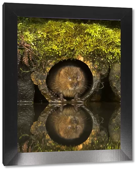 Water Vole (Arvicola amphibius) in a water pipe. Derbyshire, UK, March