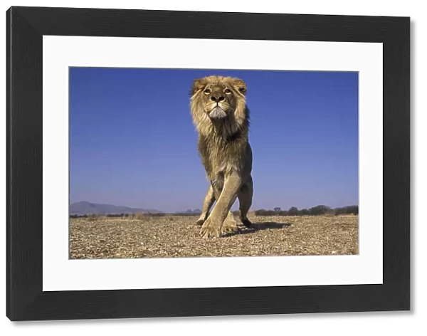 Lion (Panthera Leo) male, low angle shot, South Africa