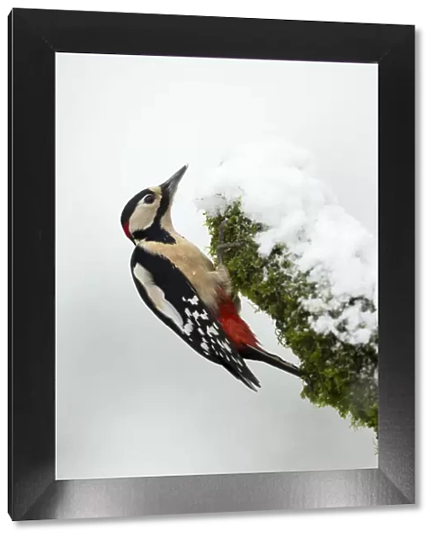 Great Spotted Woodpecker in snow (Dendrocopos major), Scotland, January