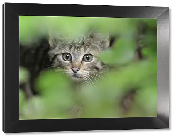 European wild cat (Felis silvestris) kitten portrait, Bavarian Forest National Park