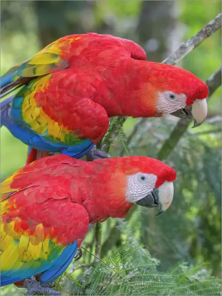 Scarlet macaws (Ara macao) La Selva, Costa Rica