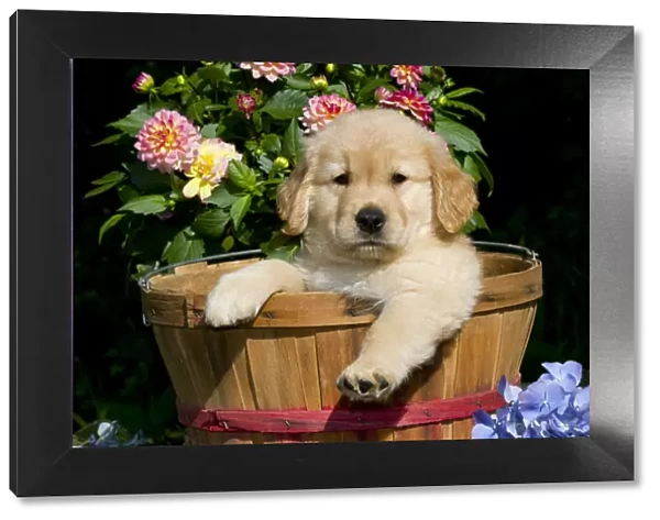 Golden Retriever puppy in basket with flowers. USA