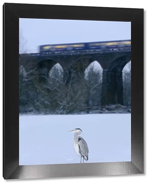 Grey heron (Ardea cinerea) on frozen river, River Tame, Reddish Vale Country Park