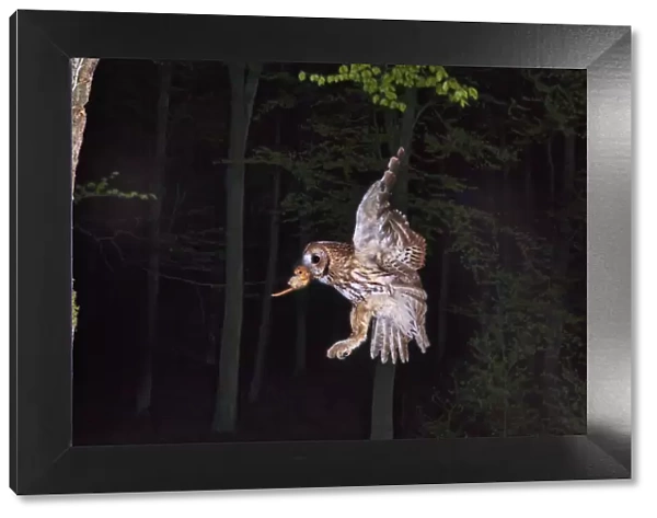 Tawny owl (Strix aluco) flying with Dormouse prey (Muscardinus avellanairus) to nest