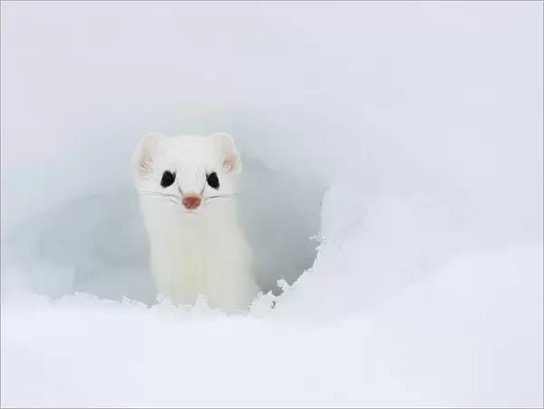 Stoat (Mustela erminea) looking out of hole in snow, in white winter coat, British Columbia