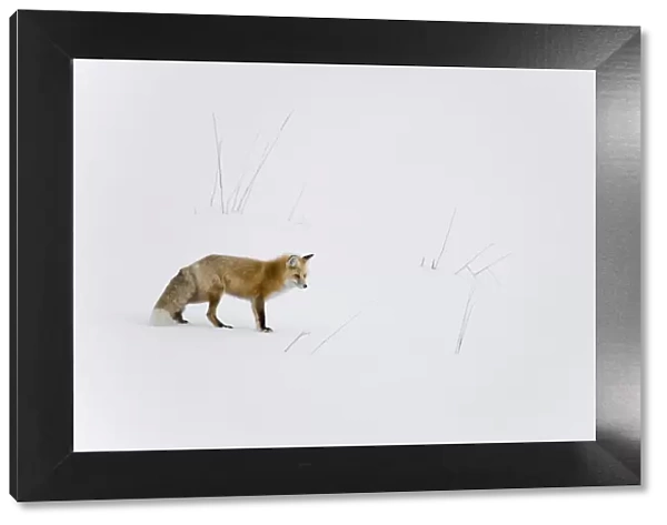 Red fox (Vulpes vulpes) in snow, Yellowstone National Park, Wyoming, USA. Wyoming