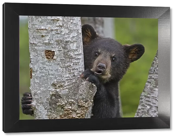 Black Bear (Ursus americanus), cub age 4 months, captive, USA