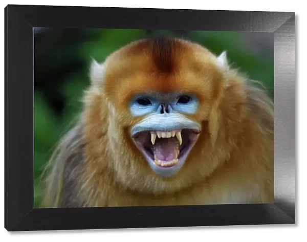 Portrait of a Golden snub-nosed monkey (Rhinopithecus roxellana) screaming and showing its teeth