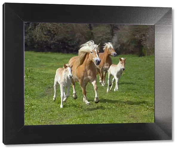 Haflinger horse mares and foals running in meadow. England, UK