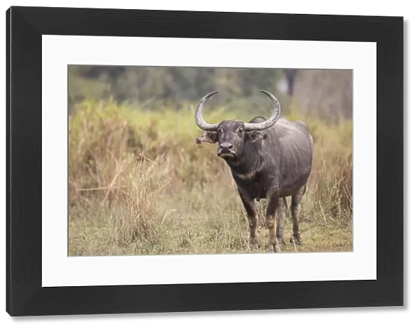 Asiatic wild buffalo (Bubalus arnee) portrait of female. Kaziranga National Park, India