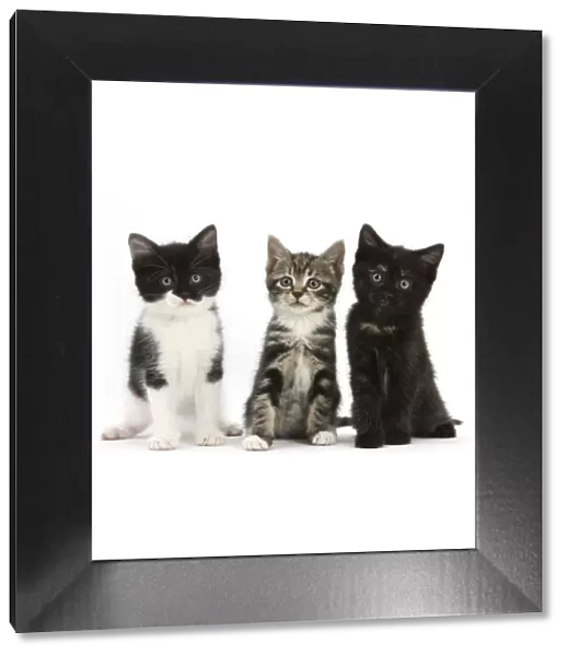 RF- Portrait of three kittens