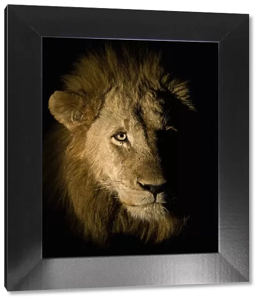 Lion (Panthera leo) photographed at night using a side lit spot light, Sabi Sand Game Reserve