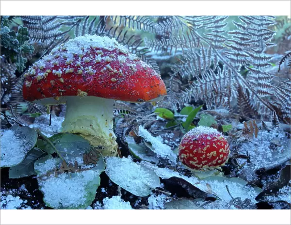 Fly agaric mushrooms (Amanita muscaria) in snow, Los Alcornocales Natural Park