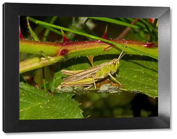 Lesser Marsh Grasshopper (Chorthippus albomarginatus) brown and green form Lewisham
