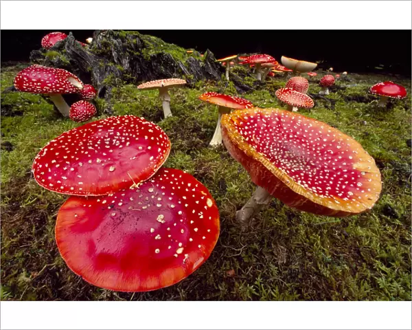 Fly Agaric Fungus (Amanita muscaria) within forestry plantation, Strathspey, Scotland