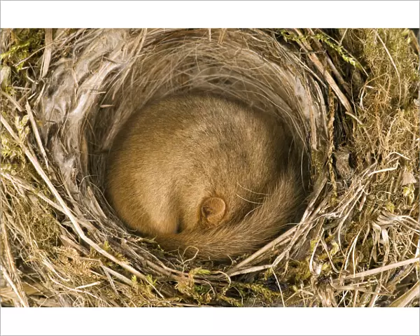 Dormouse (Muscardinus avellanarius) asleep in old Blackcap nest. Captive. UK, September