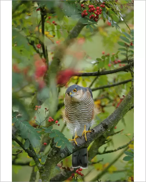 Sparrowhawk (Accipiter nisus) watching for prey from a garden rowan tree. Perthshire