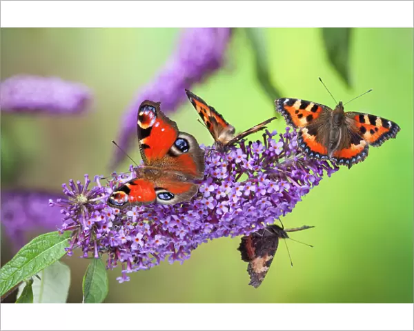 Peacock butterfly (Inachis io) and Small tortoiseshell butterflies (Aglais urticae)