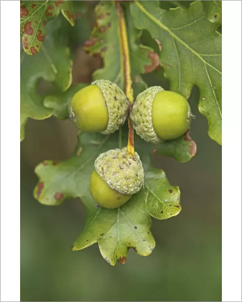 Pedunculate  /  English Oak (Quercus robur or pedunculata) acorns. UK, September
