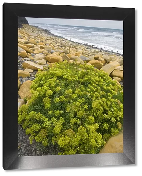 Rock samphire (Crithmum maritimum) growing on rocky beach, Kimmeridge Bay, Dorset