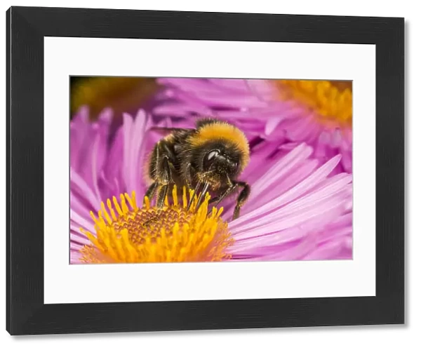 Close up of Buff-tailed Bumblebee (Bombus terrestris) feeding at a flower (Aster sp)