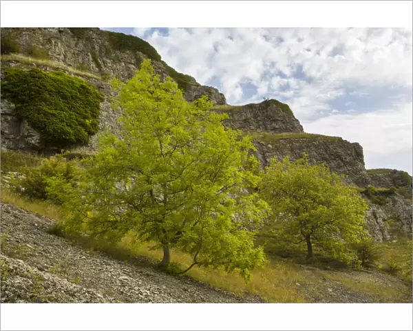 Ash trees (Fraxinus excelsior) growing on limestone scree in Lathkill Dale, Peak District
