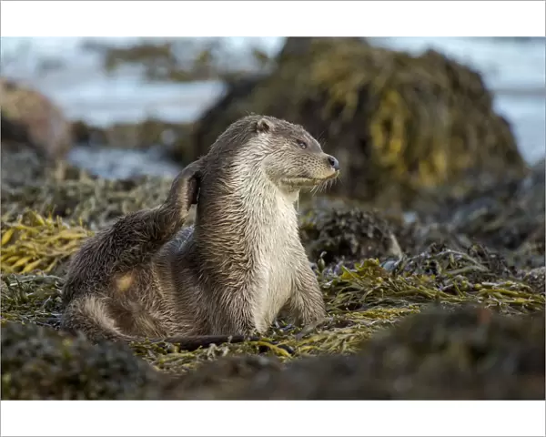 European river otter (Lutra lutra) grooming, Shetland, Scotland, UK, September