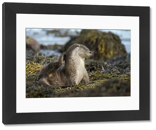 European river otter (Lutra lutra) grooming, Shetland, Scotland, UK, September