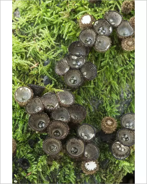 Fluted birds nest fungus (Cyathus striatus) among moss, Sussex, UK. September 2017