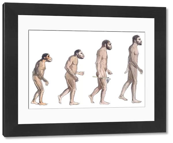 Illustration of human evolution from left to right Australopithecus afarensis, Australopithecus