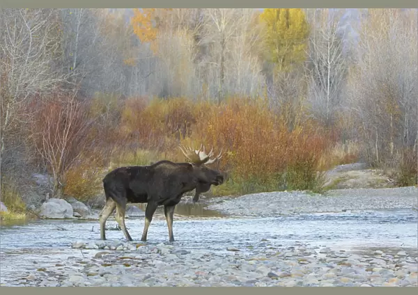 Moose (Alces alces) bull, crossing mountain river after sunset. Grand Teton National Park