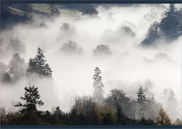 Mist caused by a temperature inversion over woodland near Ambleside, Lake District, England, UK