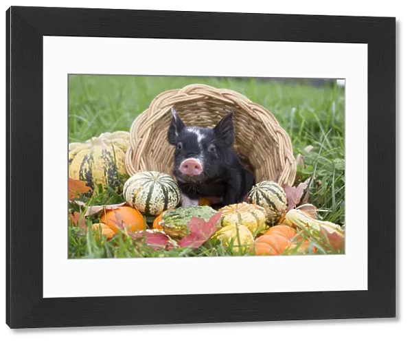 Berkshire piglet in a basket among squashes in early autumn; Rhode Island, USA. October
