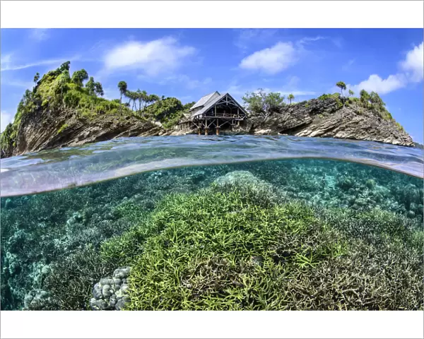 Split level image of hard coral garden flourishing in shallow water below Misool Eco Resort