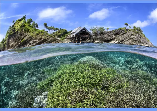 Split level image of hard coral garden flourishing in shallow water below Misool Eco Resort