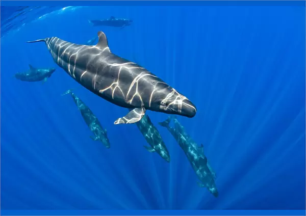 Pod of False killer whales (Pseudorca crassidens) swimming beneath the surface of the