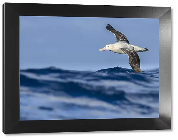 Wandering albatross (Diomedea exulans) flying on the open ocean, Drake passage, Antarctic