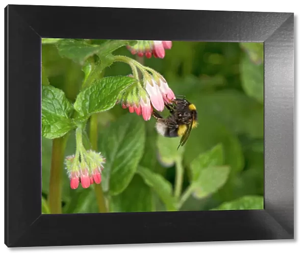 Garden bumblebee (Bombus hortorum) queen nectaring on Comfrey (Symphytum Hidcote