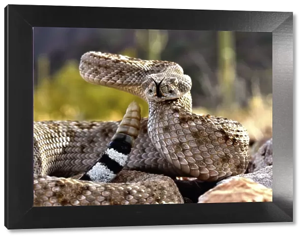 Western diamondback rattlesnake (Crotalus atrox), flicking tongue and with rattle raised