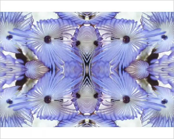 Kaleidoscopic image of Variegated feather duster (Bispira variegata), Sabellidae