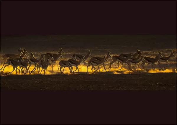 Springbok (Antidorcas marsupialis) herd on the move, Kgalagadi transfrontier park, South Africa