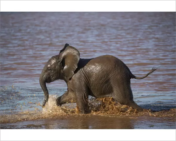 African elephant (Loxodonta africana) calf in water, Zimanga game reserve, KwaZulu-Natal